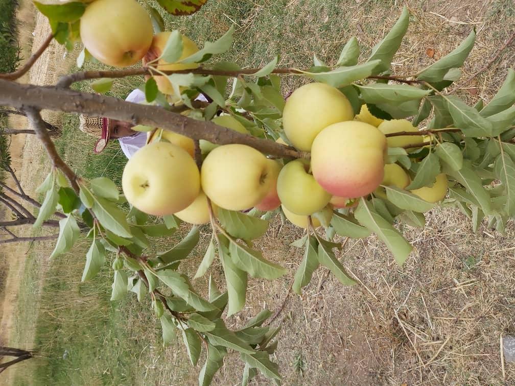 سیب باغات سمیرم متنوع و مرغوب